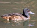 Black-Headed Duck (WWT Slimbridge May 2015) - pic by Nigel Key